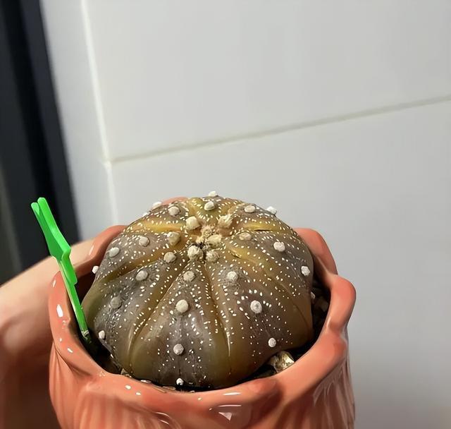 刚买回家的仙人球，不要暴晒，体内水分太多，容易晒化水!