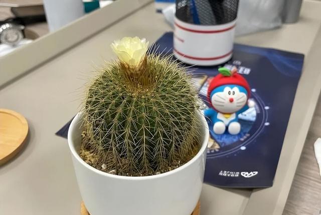 北京一老太太,因“室内仙人球”而走红,那叫一个治愈,真高级