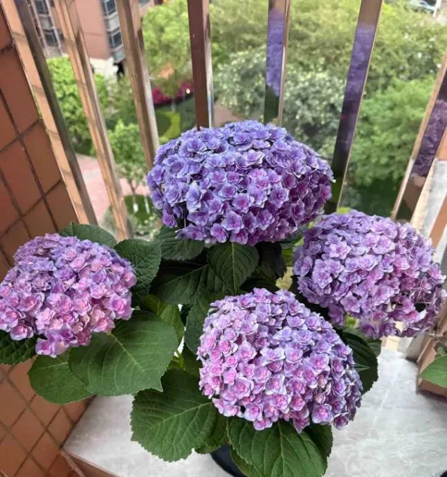 养绣球的花友遭殃了，太阳晒死无数，说白了，就是严重缺水！