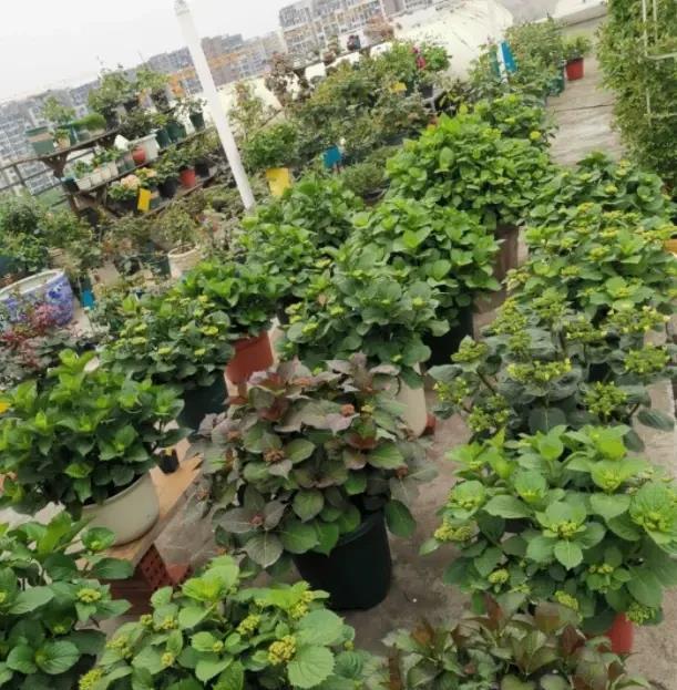 养绣球的花友遭殃了，太阳晒死无数，说白了，就是严重缺水！