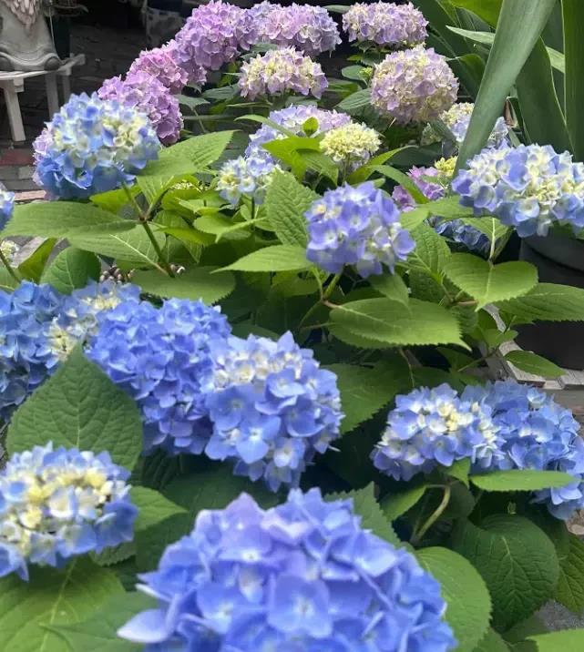养绣球的花友遭殃了，太阳晒死无数，说白了，就是严重缺水！