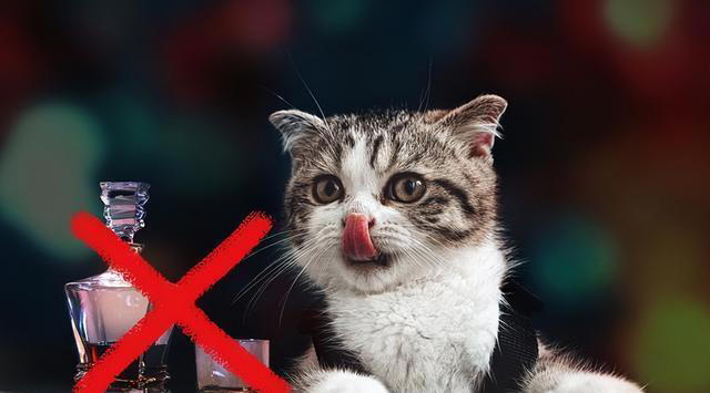 猫咪不能吃的7种“人食”，别让好心害了它！