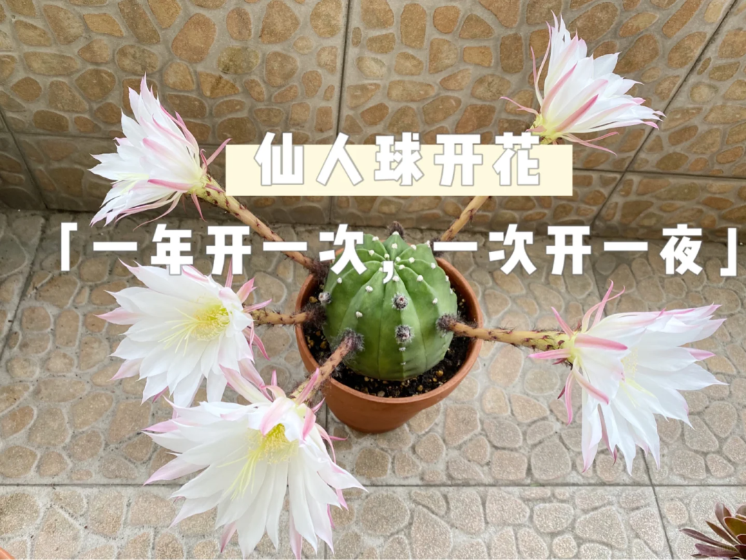 男子养10年仙人球开成“六亲不认”样，女子直呼成精了