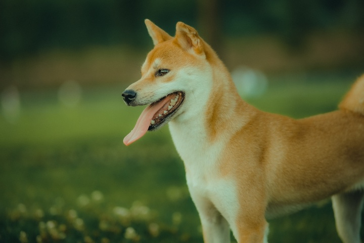 小狗最爱的游戏
