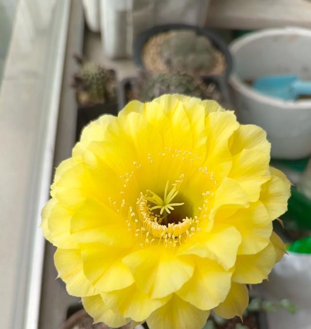 一种能给你“成就感”的仙人球，养护随意，超爱开花，花大色美！