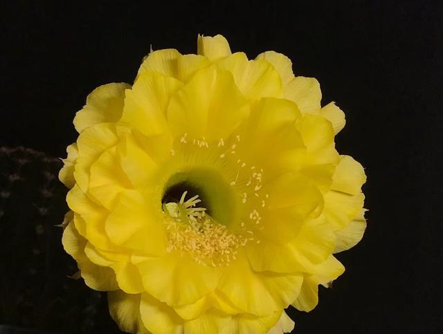 一种能给你“成就感”的仙人球，养护随意，超爱开花，花大色美！