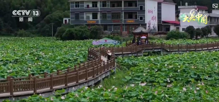 万亩莲海铺就致富路 三产融合激活乡村振兴