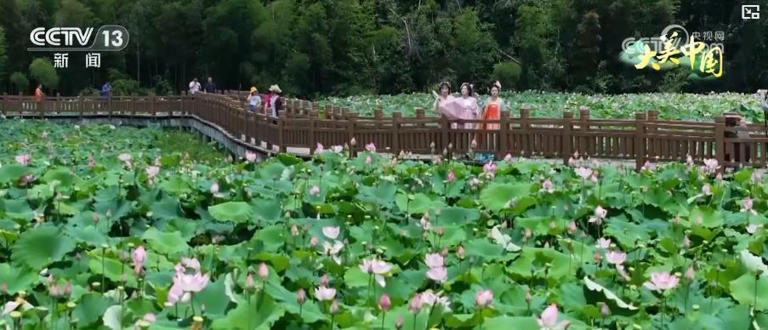 万亩莲海铺就致富路 三产融合激活乡村振兴