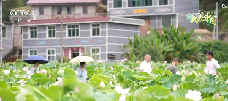 万亩莲海铺就致富路 三产融合激活乡村振兴