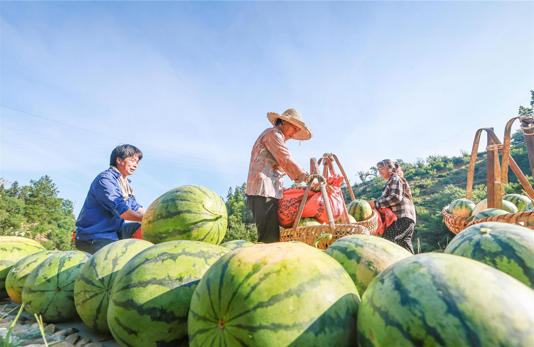 水果价格玩起“跷跷板”农民如何丰产又丰收