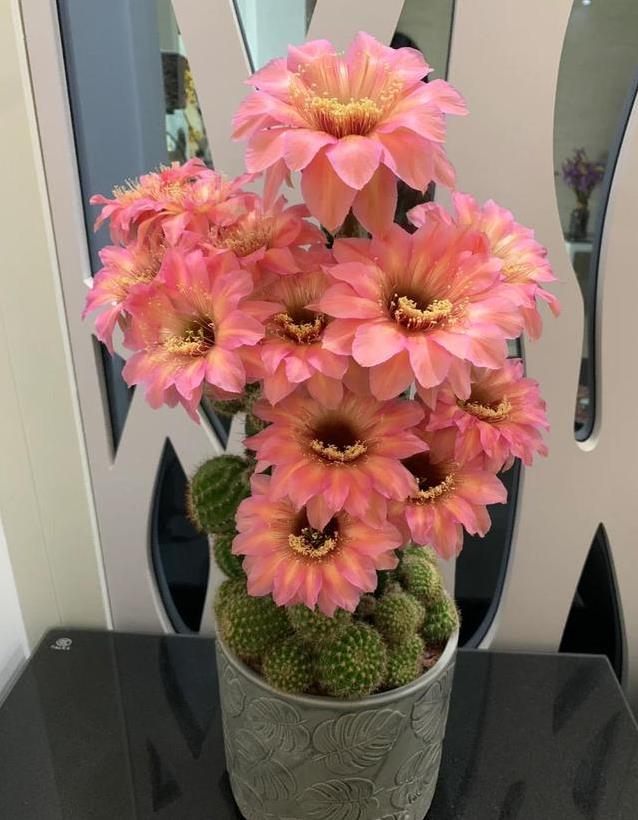 仙人球开花惊艳全网，吴小姐一盆黑金刚爆花，网友直呼像AI