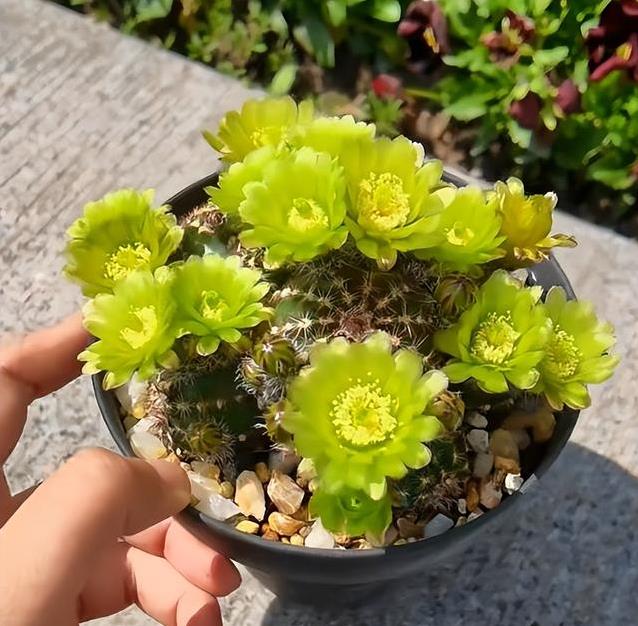 仙人球开花惊艳全网，吴小姐一盆黑金刚爆花，网友直呼像AI