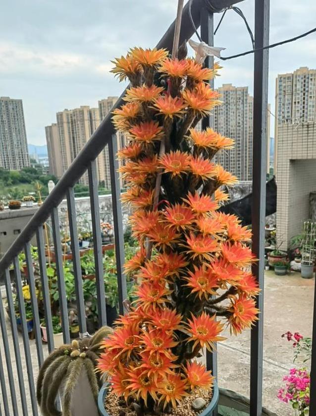 仙人球开花惊艳全网，吴小姐一盆黑金刚爆花，网友直呼像AI