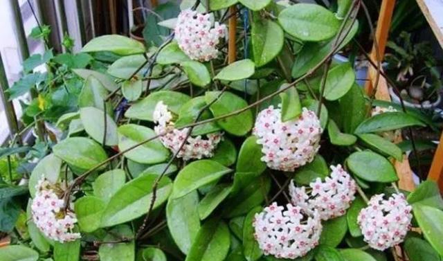 球兰长得旺多开花，4个关键养护，一个不能少