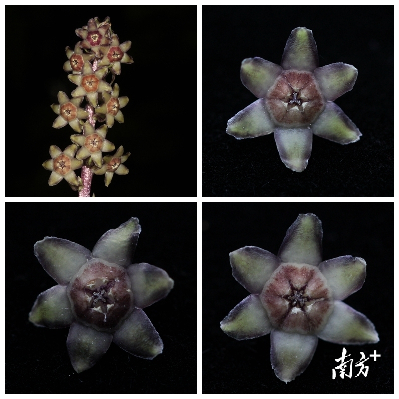 七星坑球子草展现出多个独特的形态学特征。