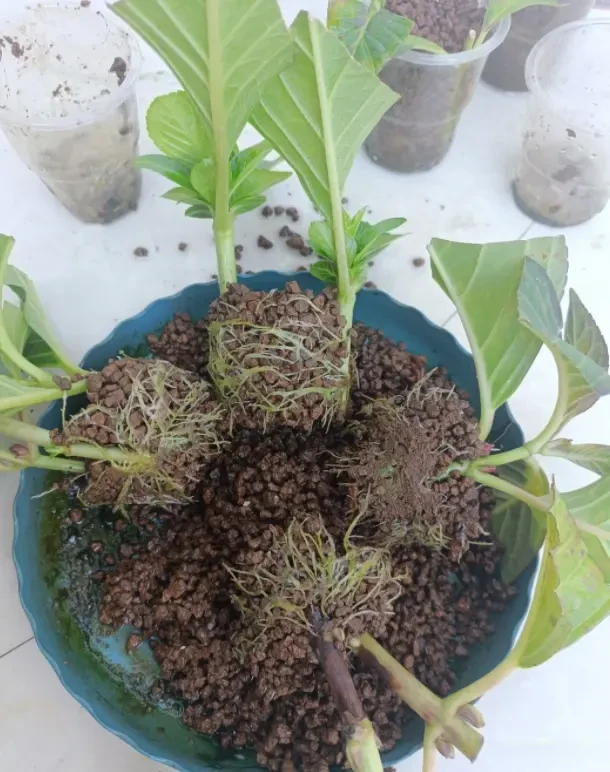 夏天高温正适合绣球扦插，剪枝入土就能发根！