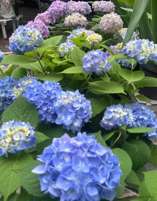 夏天高温正适合绣球扦插，剪枝入土就能发根！