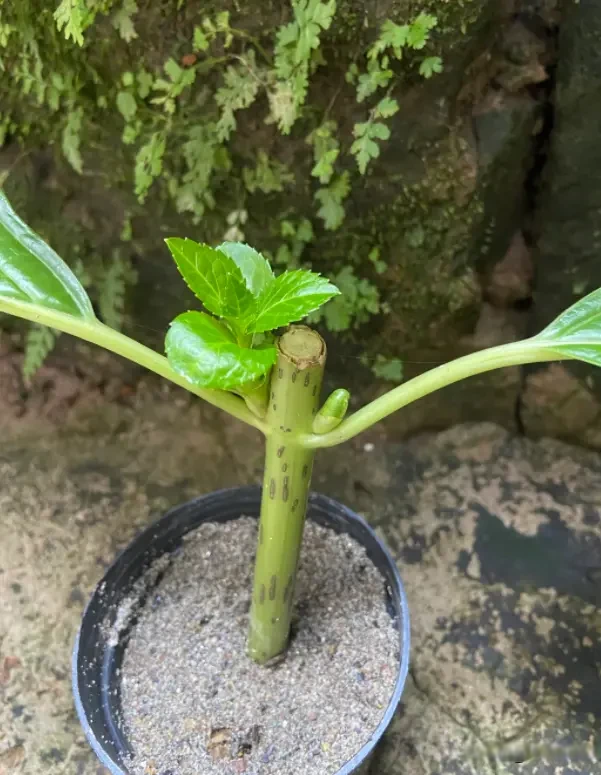 夏天高温正适合绣球扦插，剪枝入土就能发根！