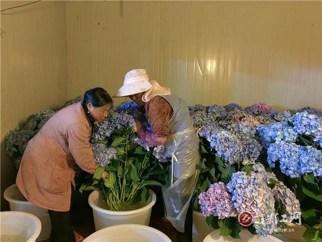 富源中安：绣球花开幸福来