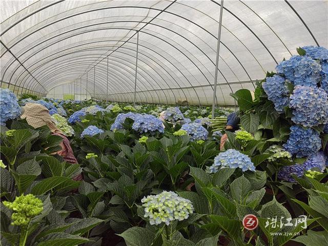 富源中安：绣球花开幸福来