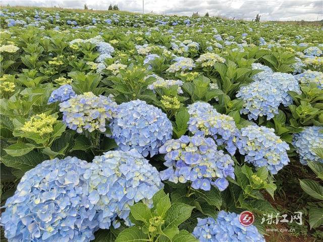 富源中安：绣球花开幸福来