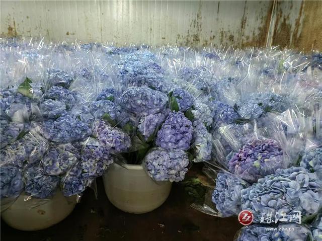富源中安：绣球花开幸福来