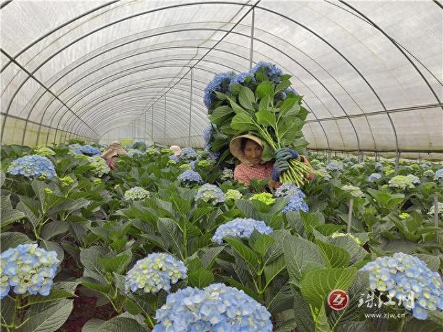 富源中安：绣球花开幸福来