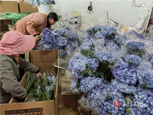 富源中安：绣球花开幸福来