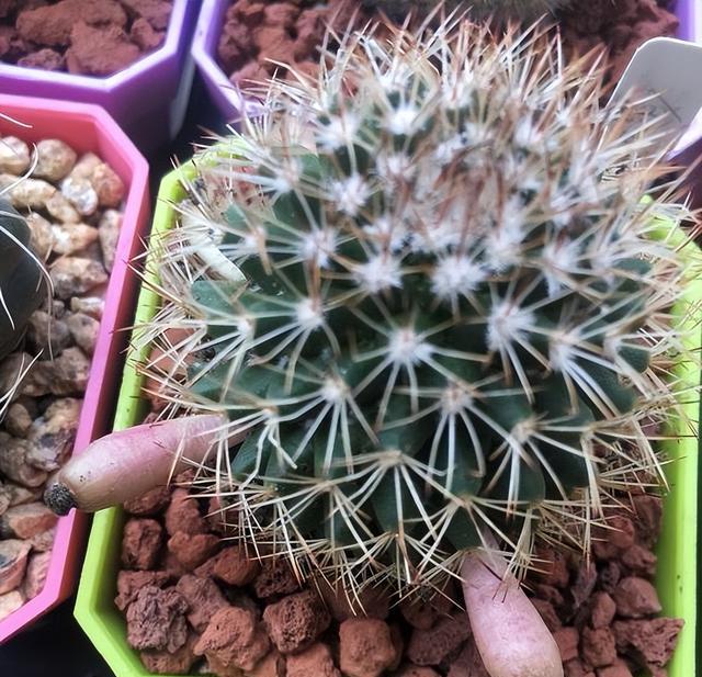 仙人球养护大全，少浇水，多晒太阳，一到夏天准时开花