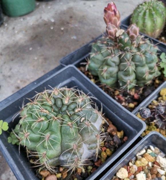 仙人球养护大全，少浇水，多晒太阳，一到夏天准时开花