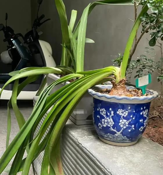 夏季朱顶红养护做到这4点，种球越长越大，花量翻倍！
