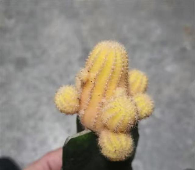彩色嫁接仙人球，很多主播都在卖，千万不要买，好看不好养