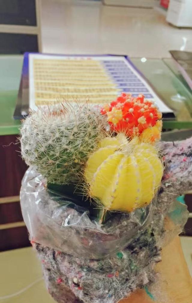 彩色嫁接仙人球，很多主播都在卖，千万不要买，好看不好养