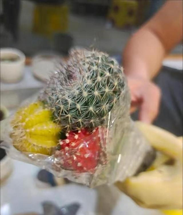 彩色嫁接仙人球，很多主播都在卖，千万不要买，好看不好养