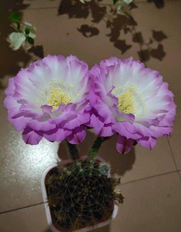山东小伙晒仙人球开花，爷爷30年耐心养护，网友惊呼太美了