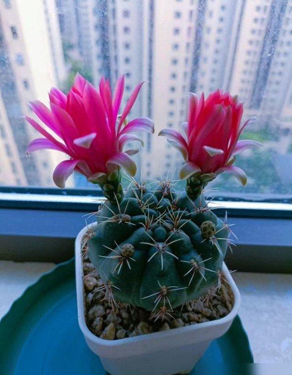 山东小伙晒仙人球开花，爷爷30年耐心养护，网友惊呼太美了