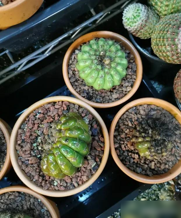 刚买回家仙人球别暴晒，水分多易晒化水！