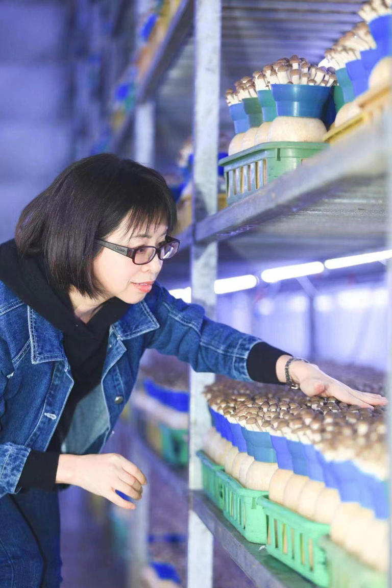 深耕行业26年的“蘑菇姐姐”：让“韶关食用菌”走进千家万户