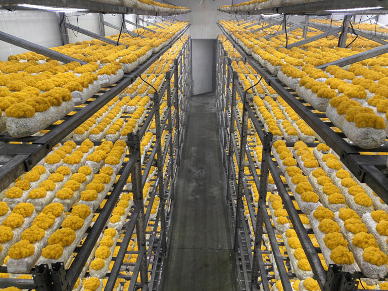 深耕行业26年的“蘑菇姐姐”：让“韶关食用菌”走进千家万户