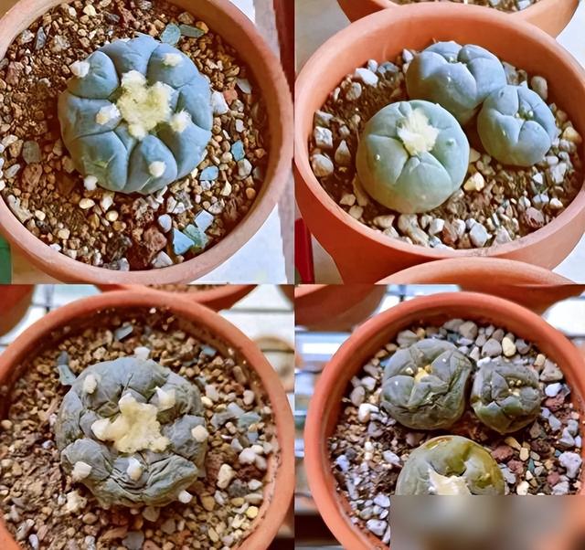 刚买回家仙人球别暴晒，水分多易晒化水！