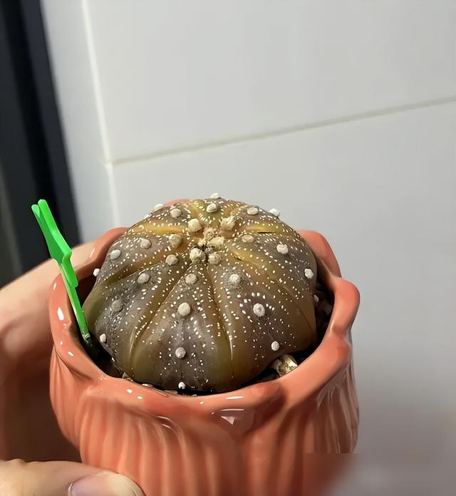 刚买回家仙人球别暴晒，水分多易晒化水！