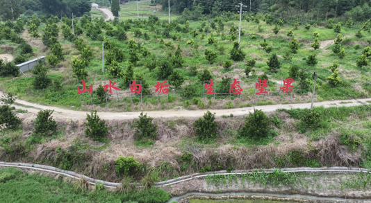 白垢镇有大果场种植面积约700亩，带动周边散户种植约1313亩。 受访者 供图