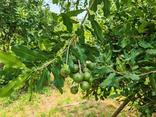 在封开县白垢镇坚果种植基地，个头饱满的坚果挂满枝头。 受访者 供图
