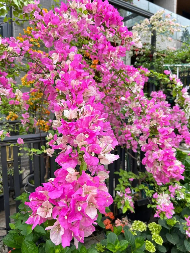 梅花圖39 何华贤花鸟梅花图寒梅傲雪- 梅花图- 99字画网