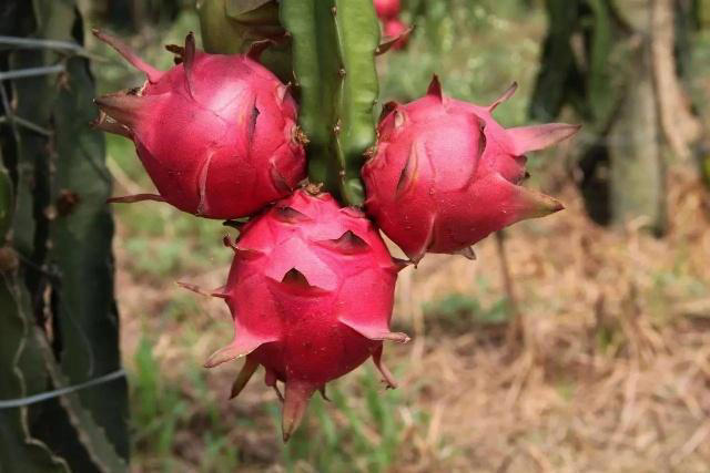 吃了20年火龙果，才知“红心”“白心”区别大，不瞎买了 