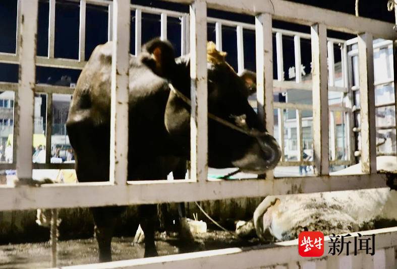 冠军牵活牛，亚军抱风鹅，扬州“村BA”引得全场沸腾收割全国流量