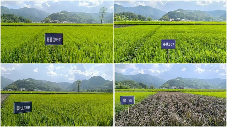 松桃乌罗镇：田畴沃野展新姿 万亩机械新“稻”路。