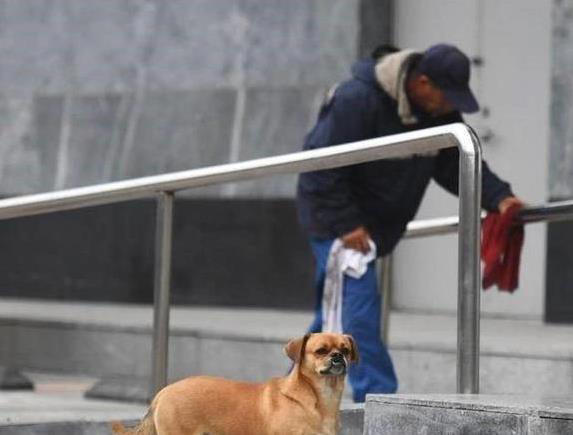 流浪狗捡垃圾3年帮环卫工，忠心护主感动街坊，谁不爱？