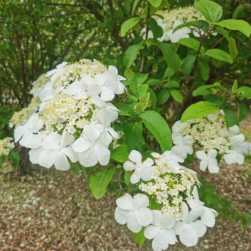 白色很香的花叫什么