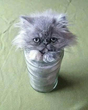 猫咪一屁股坐满盆，网友惊叹缩骨功，秘密藏在哪儿？